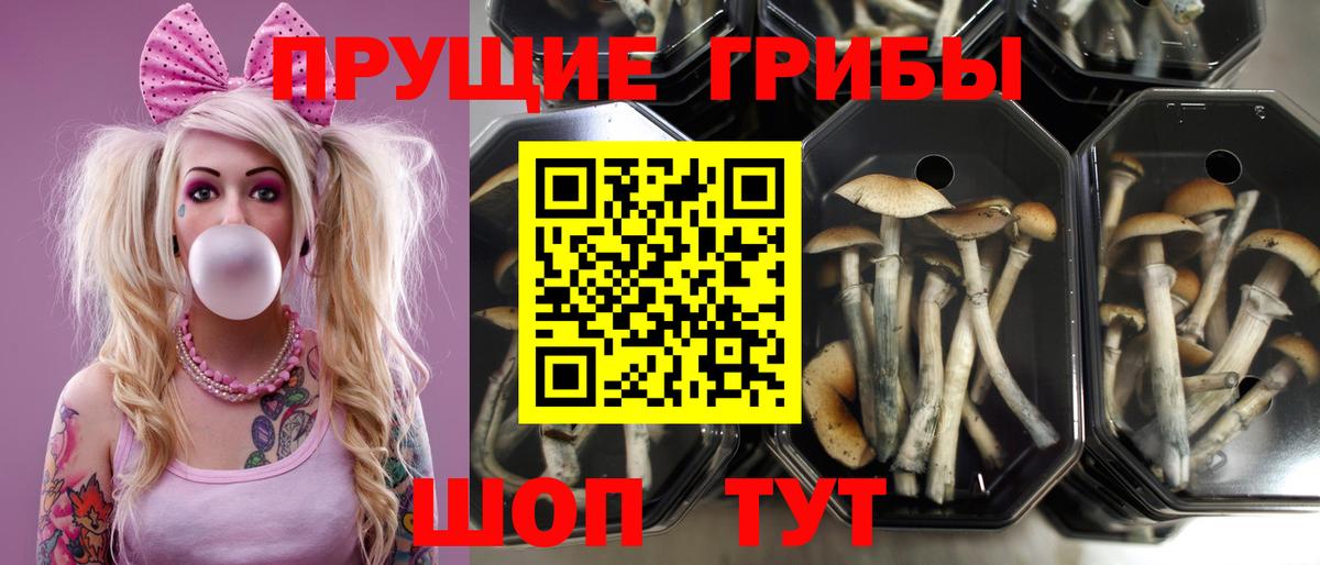 Галлюциногенные грибы Psilocybe Котельники